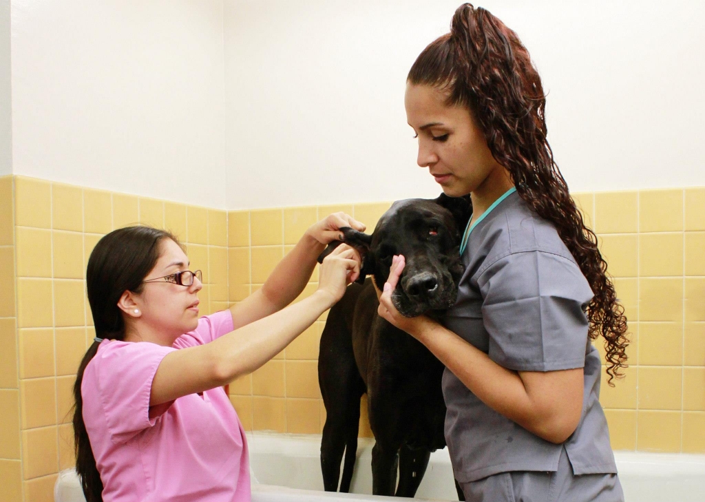 Staff Giving Dog Bath