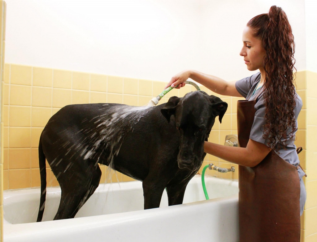 Staff Giving Dog Bath