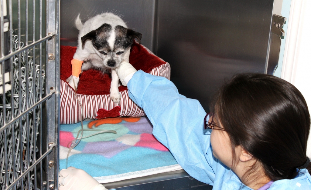 Isolation Ward - Staff with Dog