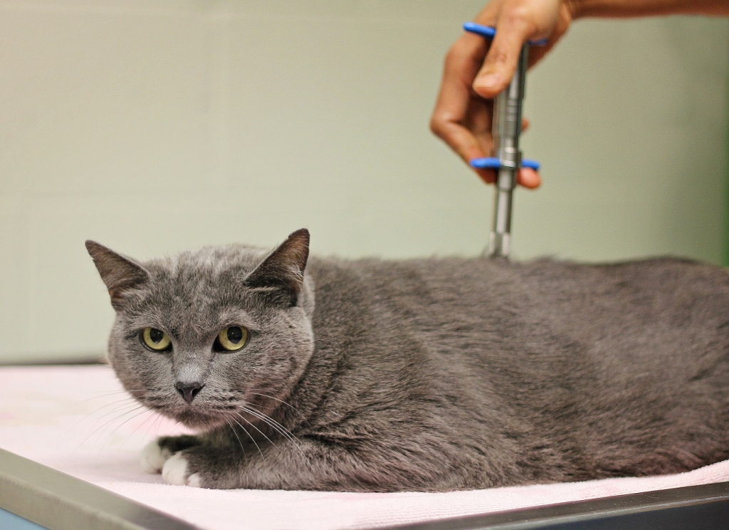 Cat Being treated